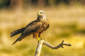 red tailed hawk perched on branch