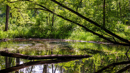 Trees and foliage reflected in a small forest pond 