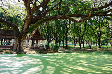 Beautiful green pond in ancient park of Sukhothai, Thailand