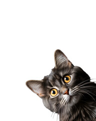 Inquisitive cat portrait, white background. Created using artificial intelligence.