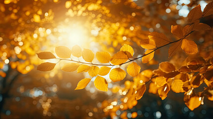 Autumn leaves background. Beautiful nature scene with sunbeams and bokeh