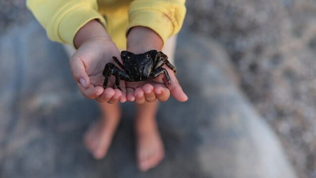 Cute child, boy, holding little crab on the beach, summertime