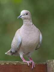 close up of a dove