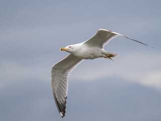 seagull in flight
