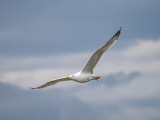 seagull in flight