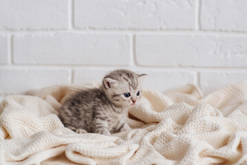 a little gray British kitten on a white blanket © Katrin_Primak