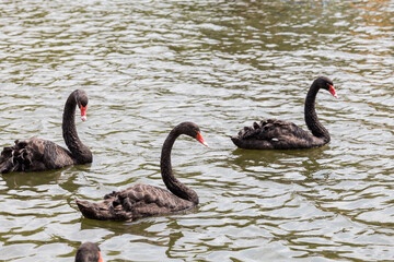 Black-necked swans in the lake