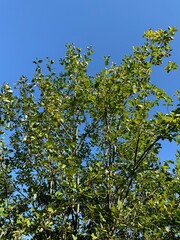 green leaves and blue sky