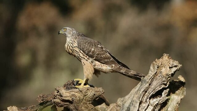 Young female Northern goshawk in the last light of a winter afternoon in a pine forest