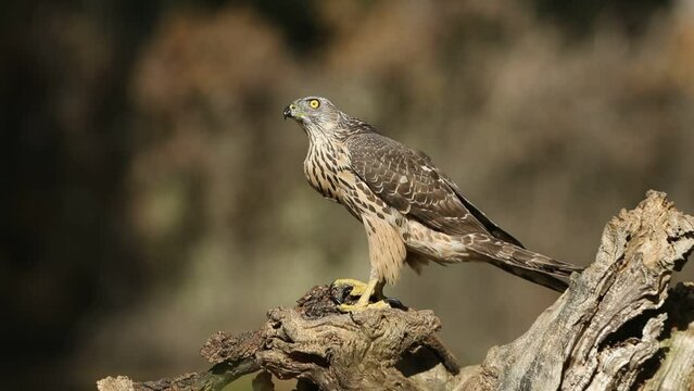 Young female Northern goshawk in the last light of a winter afternoon in a pine forest