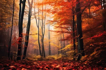 Fototapeten Enjoying the vibrant colors of the autumn forest © Paula