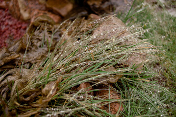 green plants are covered with a layer of ice after freezing rain