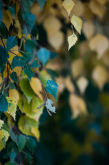 Kwiaty polne, łąki kwietne, jesienne pola © Freshfanpage