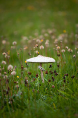 Kania grzyb jadalny, biały grzyb rosnący na łąkach jesienią - obrazy, fototapety, plakaty