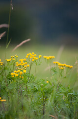 Kwiaty polne, łąki kwietne, jesienne pola © Freshfanpage
