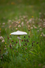 Kania grzyb jadalny, biały grzyb rosnący na łąkach jesienią