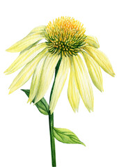 Summer flowers. Echinacea on a white background. Watercolor botanical illustration. Flora clipart - 656366495