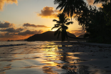 Silhouette of a palm tree on the beach at sunrise.