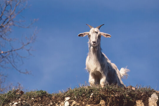 domestic goat, young specimen