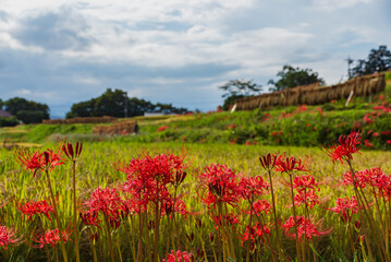 秋の寺坂棚田に咲く彼岸花