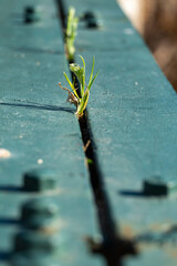 Green plants growing between the iron beams of a bridge