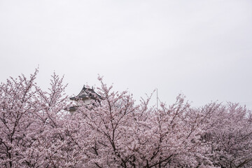 Lush blooming Sakura forest in front of japanese castle tower