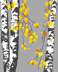 .Birch trees in autumn.Vector background (card, panel).  Nature  illustration.