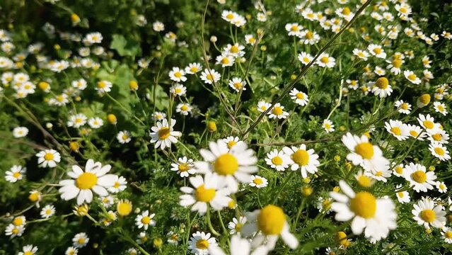 Blooming chamomiles on the meadow among the knotgrass, top view