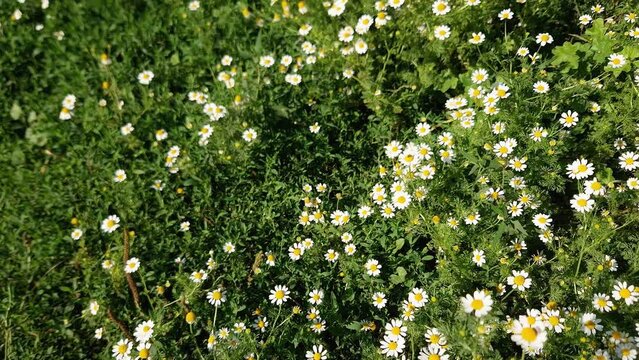 Blooming chamomiles on the meadow among the knotgrass, top view