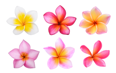 set of white frangipani (plumeria) flower isolated,png