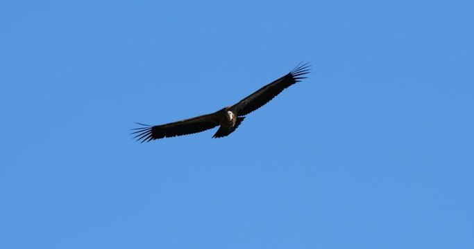 Griffon vulture flying over the Jonte  Gorges, Lozere department, France
