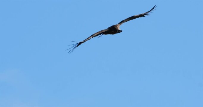 Cinereous vulture, flying over the Jonte  Gorges, Lozere department, France