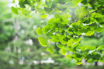 A soft focus landscape of green ginkgo leave in Hokkaido in the background. Japan For use in...