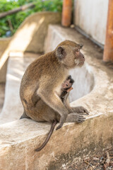 monkey and his baby in a temple in indonesia