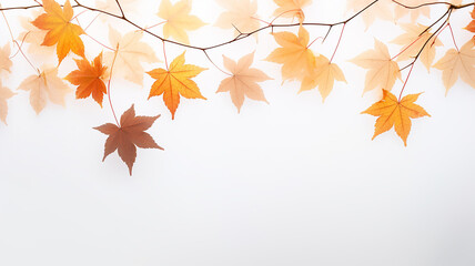 maple leaves on a white background isolated frame of fallen leaves autumn blank