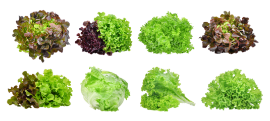 set of lettuce vegetable isolated, png