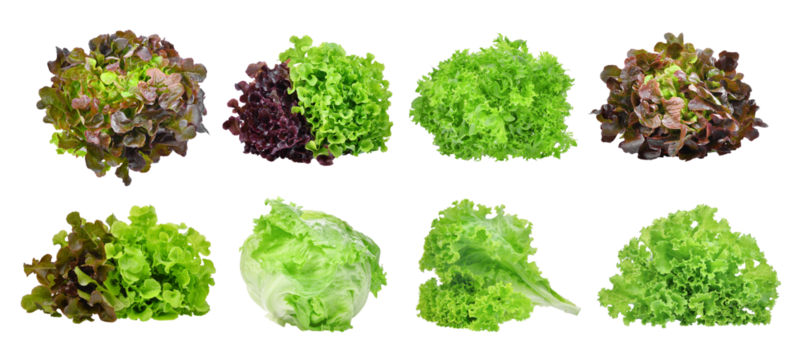 set of lettuce vegetable isolated, png