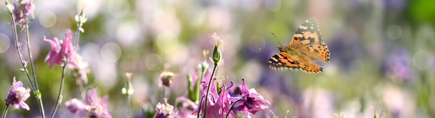 Schmetterling 1098 © K.-U. Häßler