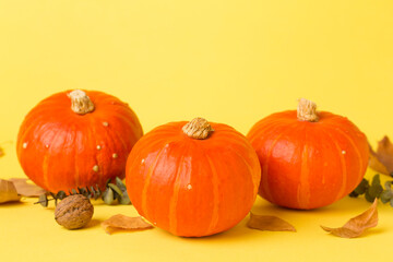 Orange pumpkins with autumn decor on color background