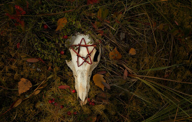 animal skull with pentacle amulet on dark natural abstract background. autumn season. symbol of...