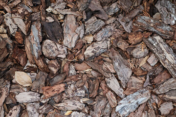 texture of wood pieces of bark background
