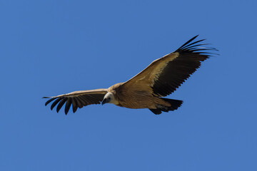Buitre leonado ibérico