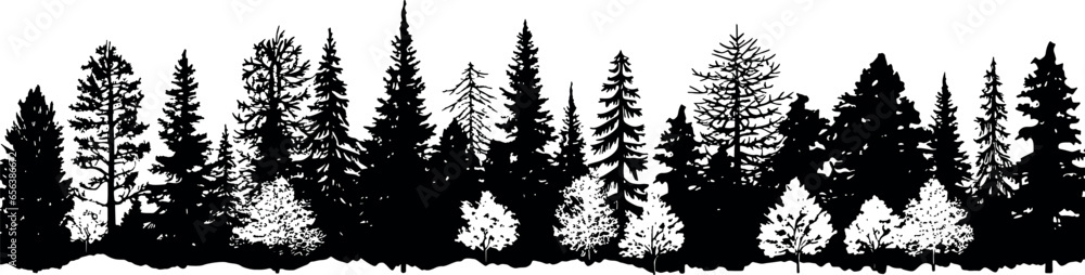 Poster a set of coniferous spruce trees silhouettes, standing tall and lined up horizontally on a transpare