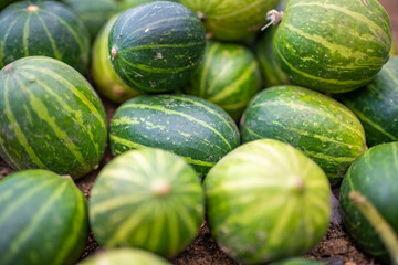 Small green pumpkins Cucurbita mixta. Harvest season. Thanksgiving background. Halloween...