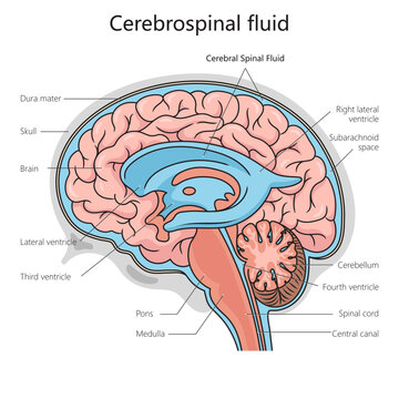 Cerebrospinal fluid structure diagram schematic vector illustration. Medical science educational illustration