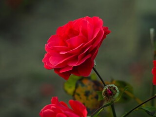 red roses in the wild, in full bloom at close range, elegant, intimate, romantic, with delicate...