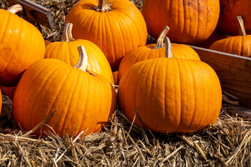 Juicy, ripe pumpkins picked from the garden and ready for Halloween.