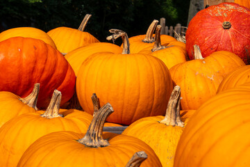 Juicy, ripe pumpkins picked from the garden and ready for Halloween.