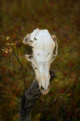 old animal skull close up hanging on tree trunk, dark natural abstract background. death portrait, terrible, scary symbol. autumn season. Mysticism, occultism, Witchcraft. samhain, Halloween concept