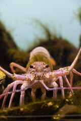 close up of a shrimp